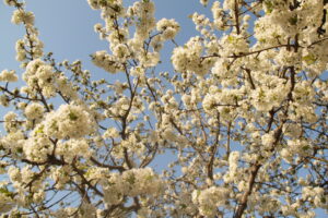 Cseresznyefa virágzás