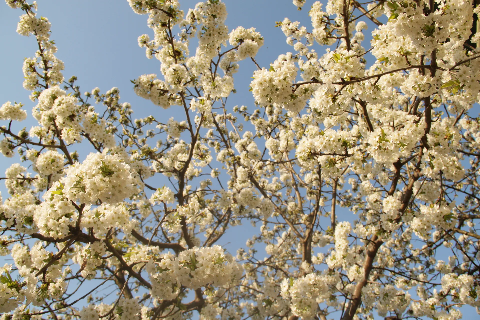 cseresznyefavirágzás